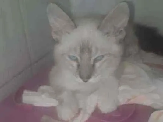 Gato raça SRD idade 2 a 6 meses nome Tigrinho