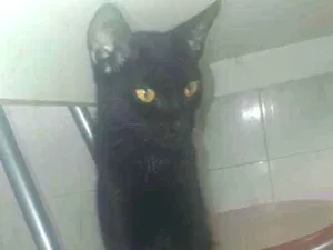 Gato raça SRD idade 2 a 6 meses nome Tigrinho