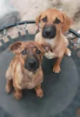 Maggie e Kiara