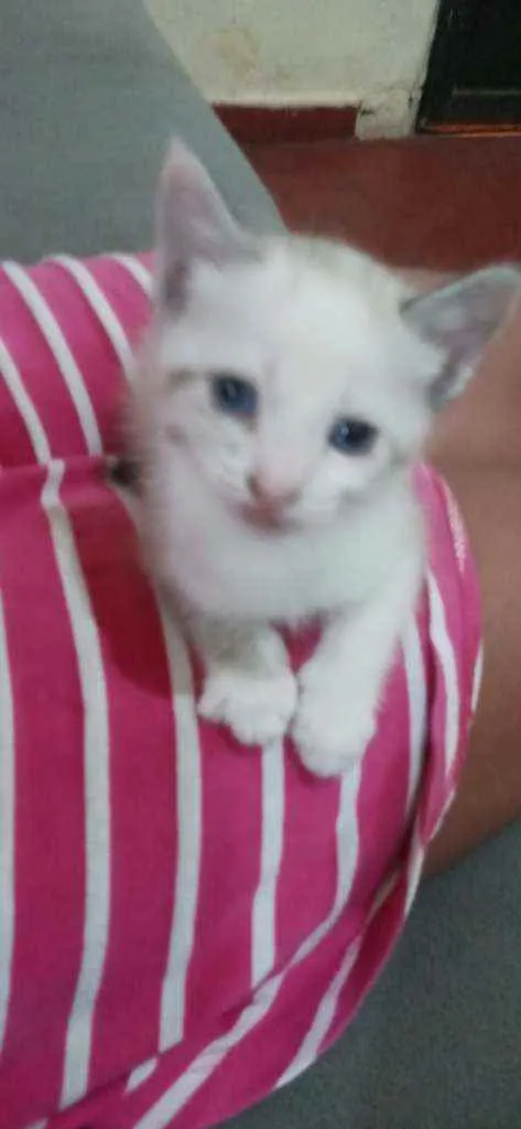 Gato raça Sem raca idade Abaixo de 2 meses nome Sem nome ainda