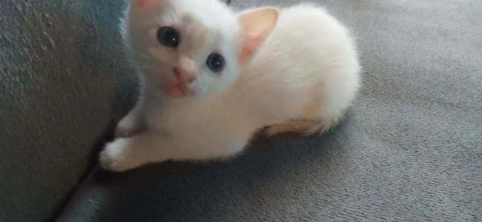 Gato raça Sem raca idade Abaixo de 2 meses nome Sem nome ainda