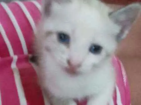 Gato raça Sem raca idade Abaixo de 2 meses nome Sem nome ainda