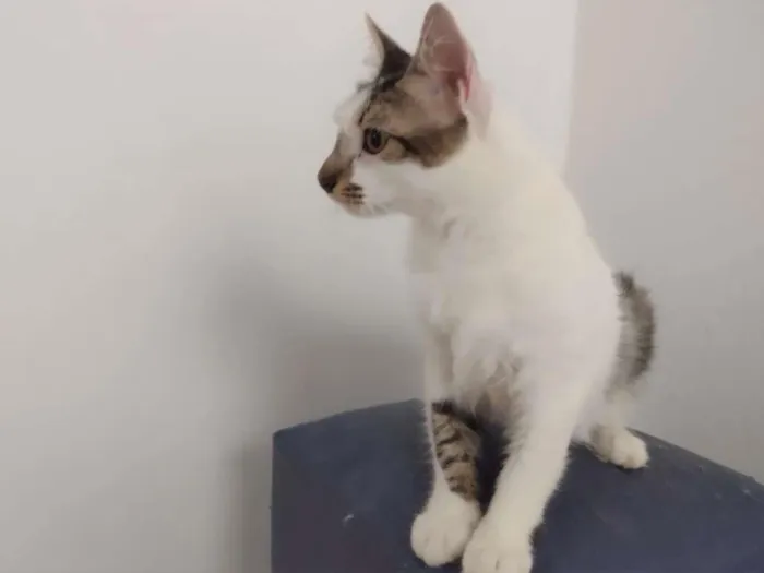 Gato raça SRD idade 7 a 11 meses nome Driguinho