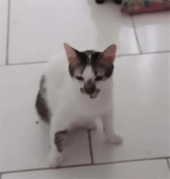 Gato raça SRD idade 7 a 11 meses nome Driguinho