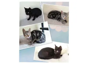 Gato raça Sem raça definida  idade 2 a 6 meses nome Sem nome