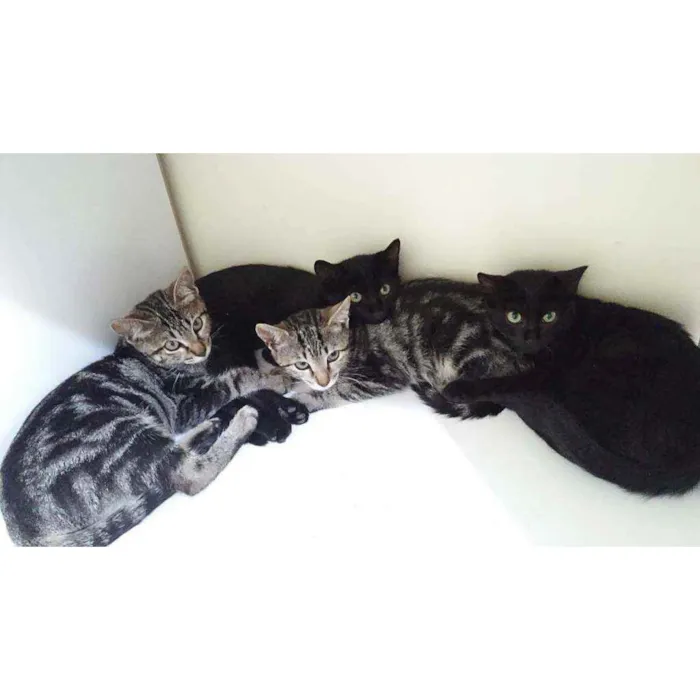 Gato ra a Sem raça definida  idade 2 a 6 meses nome Sem nome