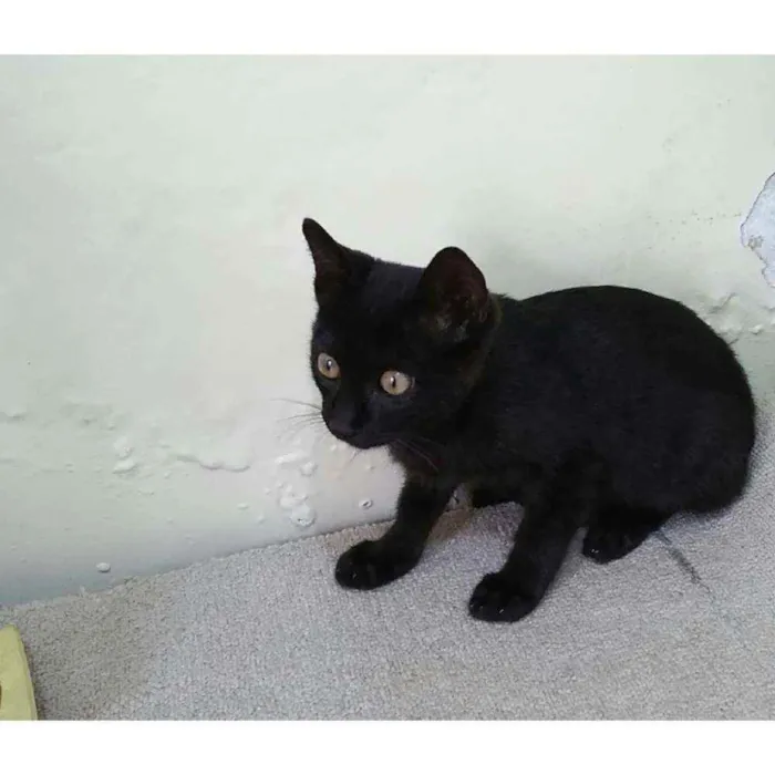 Gato ra a Sem raça definida  idade 2 a 6 meses nome Sem nome