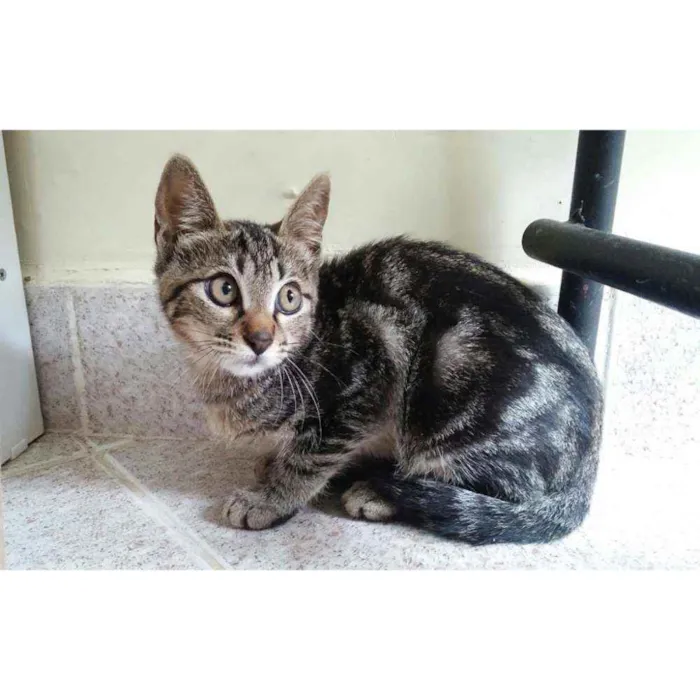Gato ra a Sem raça definida  idade 2 a 6 meses nome Sem nome