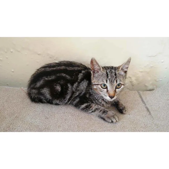 Gato ra a Sem raça definida  idade 2 a 6 meses nome Sem nome
