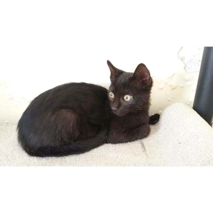 Gato ra a Sem raça definida  idade 2 a 6 meses nome Sem nome