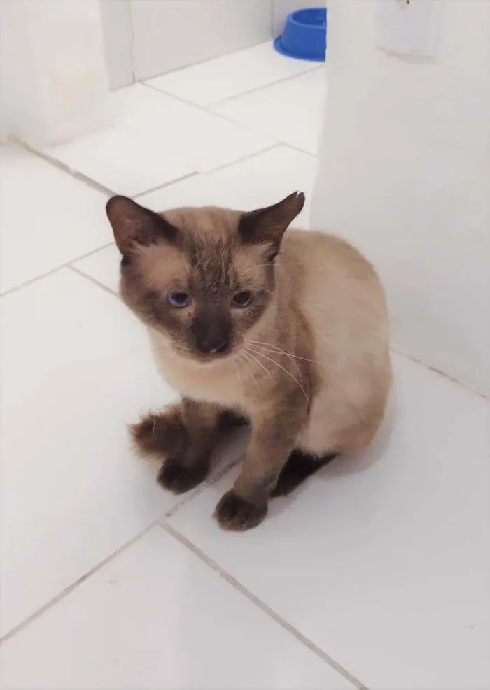 Gato ra a SRD-ViraLata idade 2 anos nome Harry