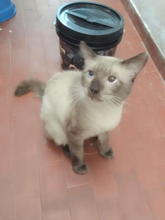Gato ra a SRD-ViraLata idade 2 anos nome Harry