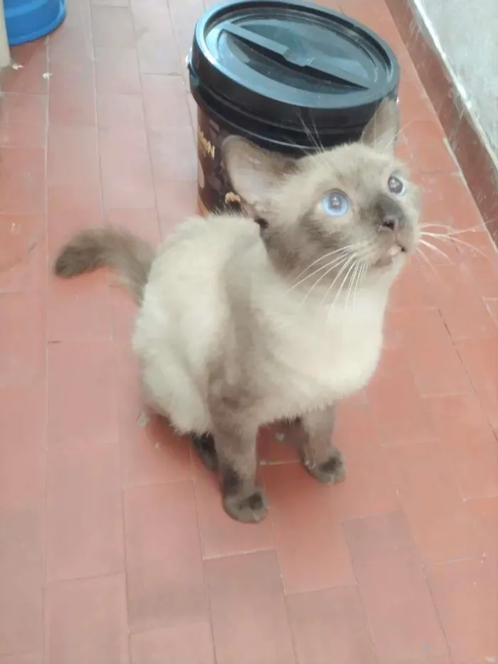Gato ra a SRD-ViraLata idade 2 anos nome Harry