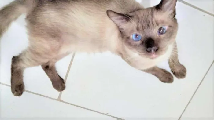 Gato ra a SRD-ViraLata idade 2 anos nome Harry