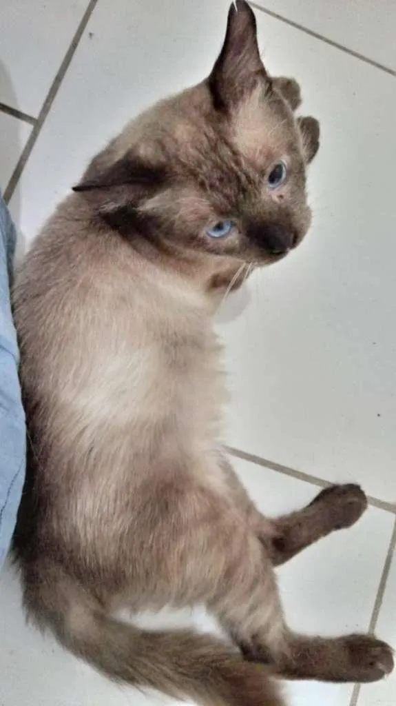 Gato ra a SRD-ViraLata idade 2 anos nome Harry