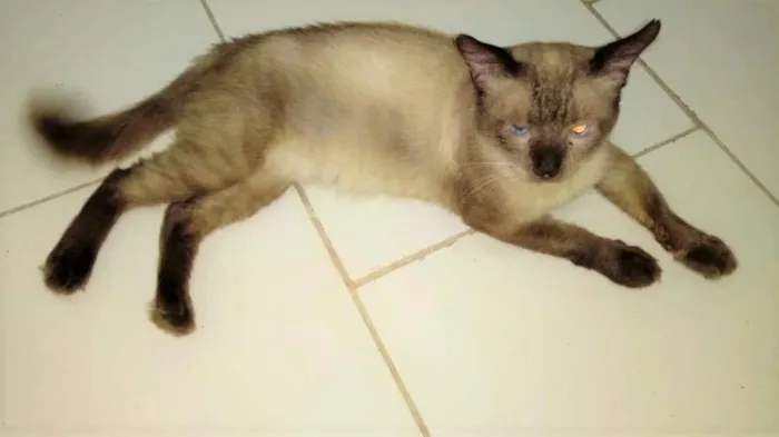 Gato ra a SRD-ViraLata idade 2 anos nome Harry