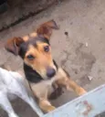 Pipoca