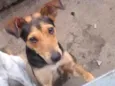 Pipoca