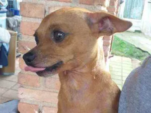 Cachorro raça Pinscher  idade 3 anos nome Fred 