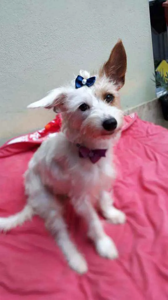 Cachorro raça  idade 1 ano nome Lolla 