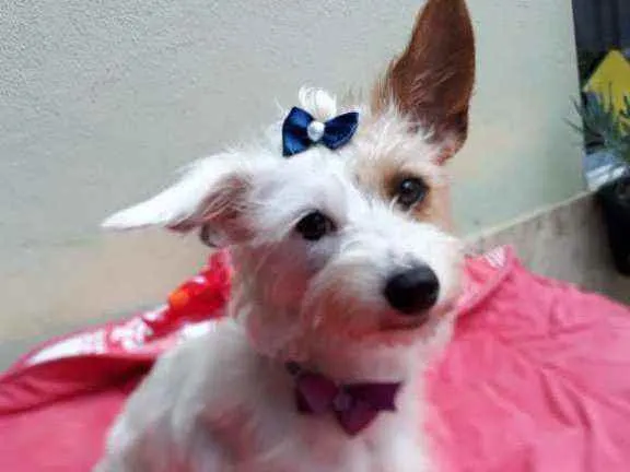 Cachorro raça  idade 1 ano nome Lolla 