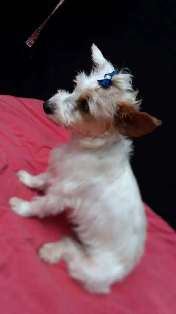 Cachorro raça  idade 1 ano nome Lolla 