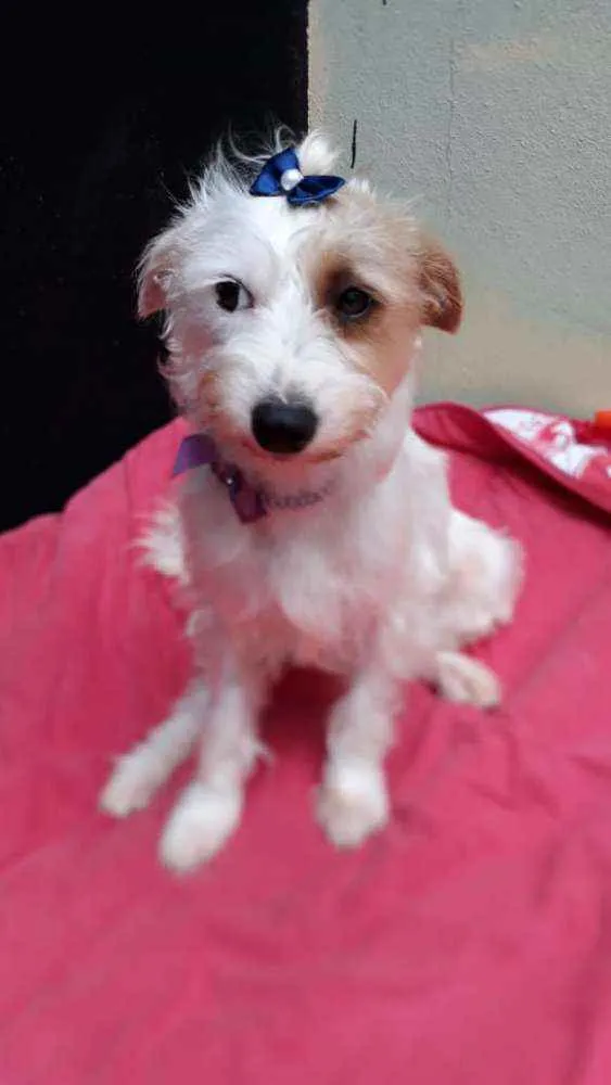 Cachorro raça  idade 1 ano nome Lolla 