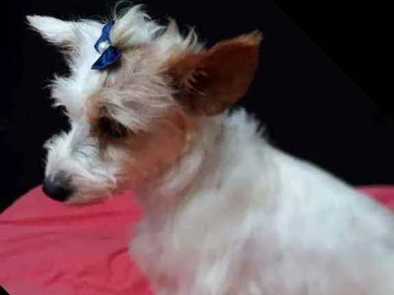 Cachorro raça  idade 1 ano nome Lolla 