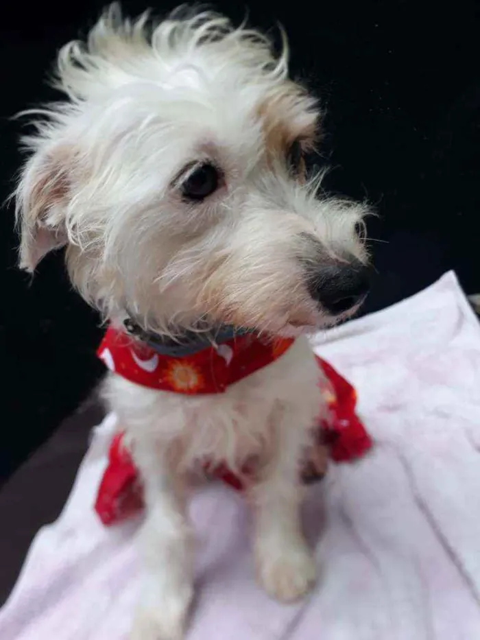 Cachorro raça  idade 1 ano nome Lolla 