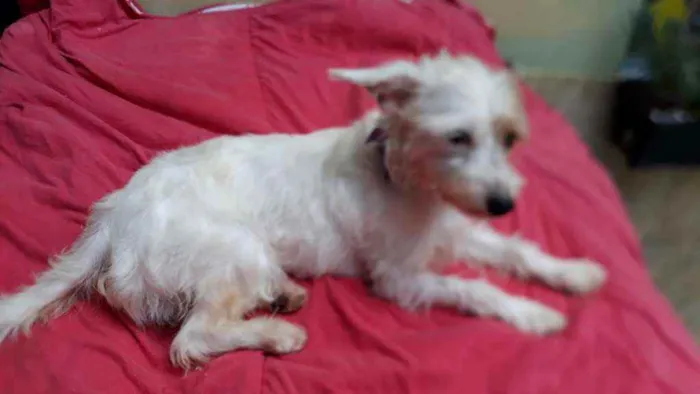 Cachorro raça  idade 1 ano nome Lolla 