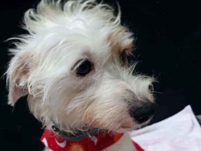 Cachorro raça  idade 1 ano nome Lolla 