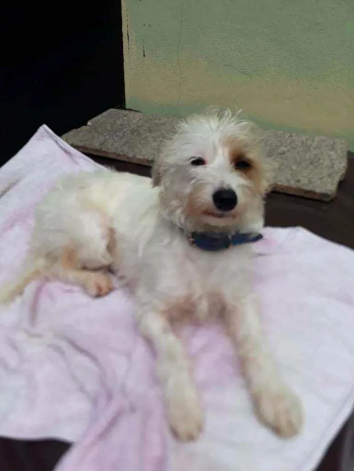 Cachorro raça  idade 1 ano nome Lolla 