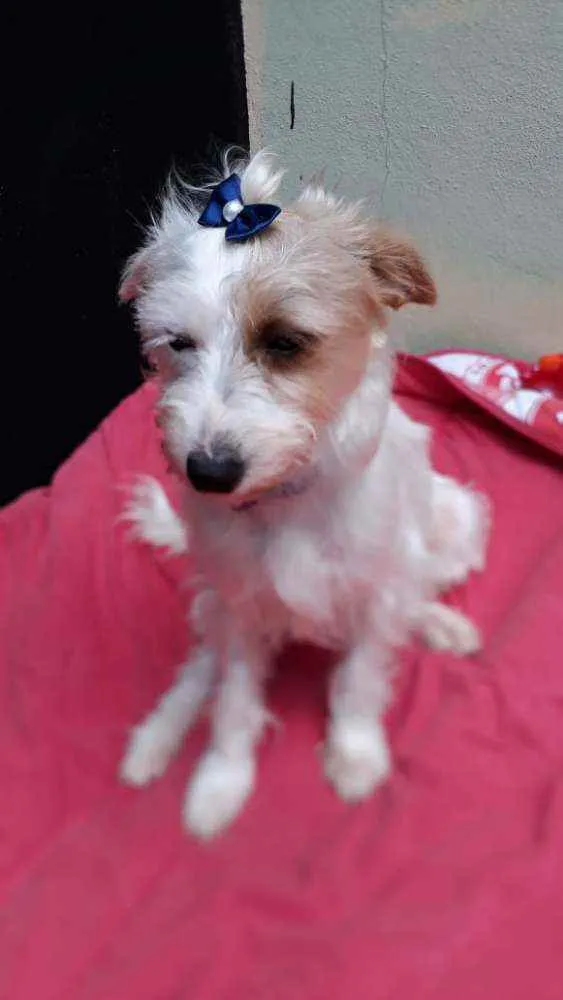 Cachorro raça  idade 1 ano nome Lolla 