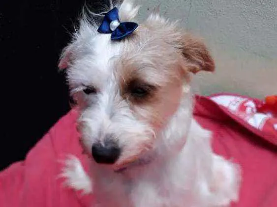 Cachorro raça  idade 1 ano nome Lolla 