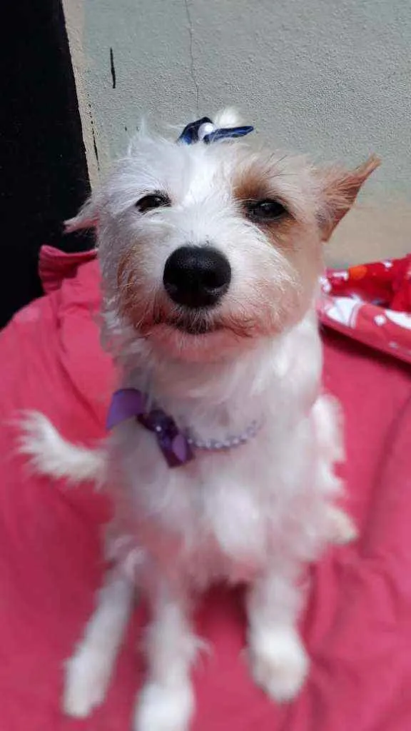 Cachorro raça  idade 1 ano nome Lolla 