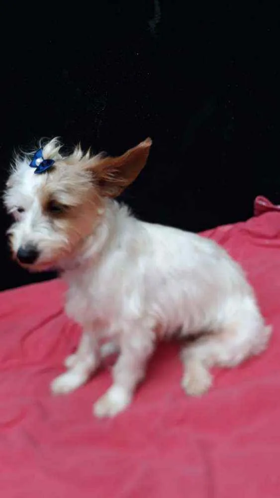 Cachorro raça  idade 1 ano nome Lolla 