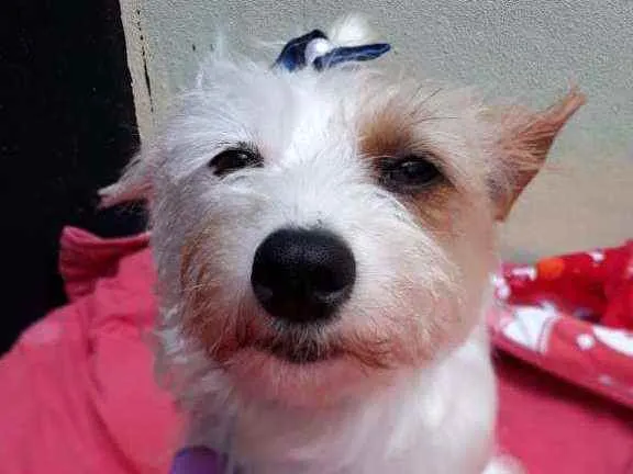 Cachorro raça  idade 1 ano nome Lolla 