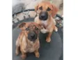 Maggie e Kiara