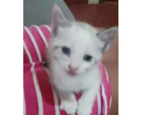 Gato raça Sem raca idade Abaixo de 2 meses nome Sem nome ainda
