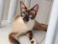PERLA