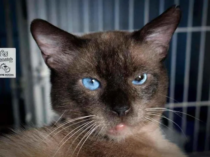 Gato ra a SRD-ViraLata idade 2 anos nome Harry