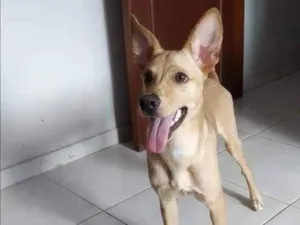 Cachorro raça Vira-lata idade 7 a 11 meses nome Liam