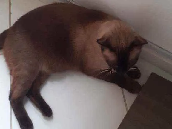 Gato ra a Siamês idade 6 ou mais anos nome Nino