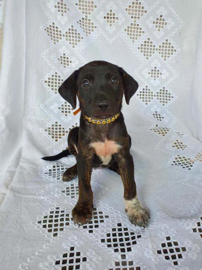 Cachorro raça SRD idade 2 a 6 meses nome Clair