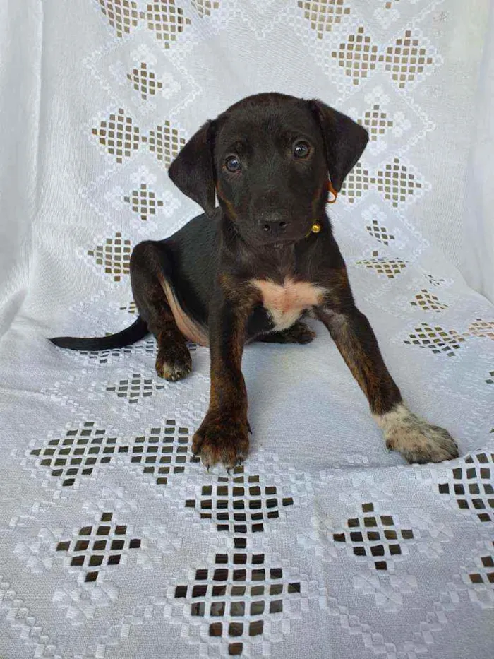 Cachorro raça SRD idade 2 a 6 meses nome Clair