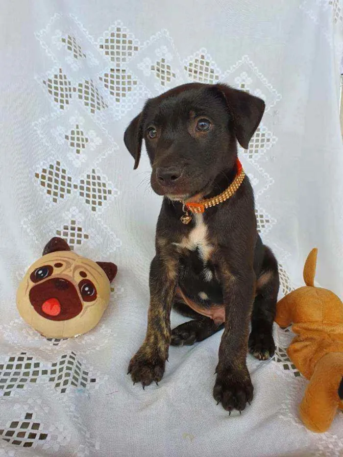 Cachorro ra a SRD idade 2 a 6 meses nome SCOTT