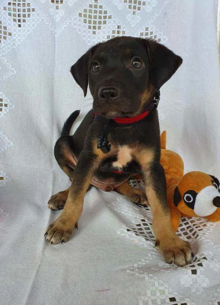 Cachorro ra a SRD  idade 2 a 6 meses nome LUFY