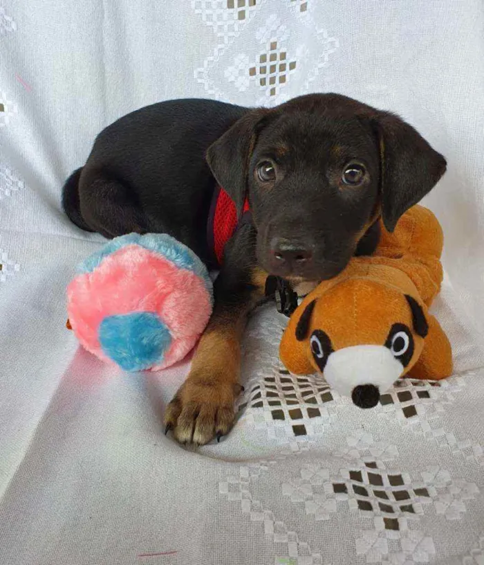 Cachorro ra a SRD  idade 2 a 6 meses nome LUFY