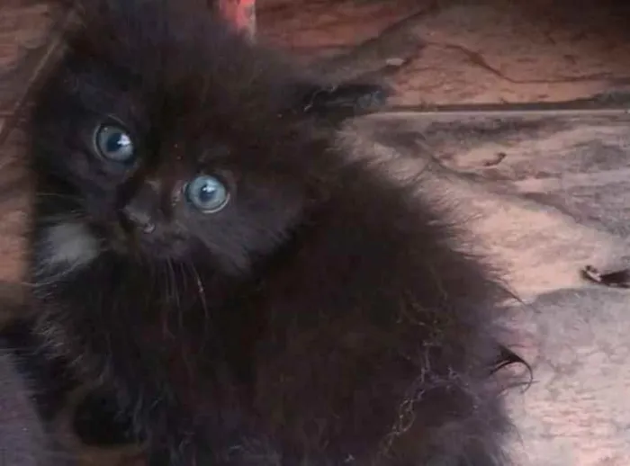 Gato ra a SRD  idade Abaixo de 2 meses nome Sem nome