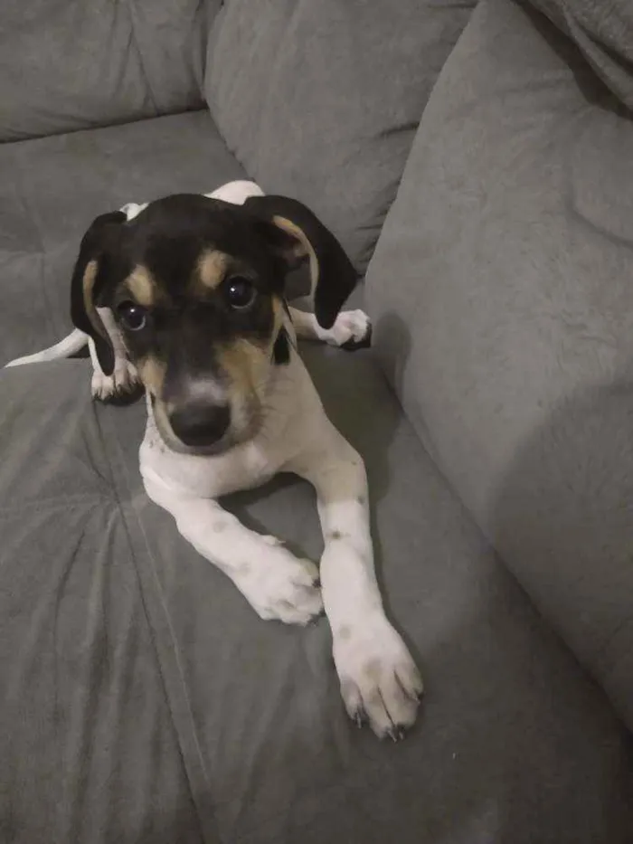 Cachorro ra a SRD idade 2 a 6 meses nome Vitória 